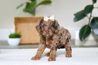 Ellie, a female Cockapoo for sale in Millersburg, OH – Photo 6 of 6