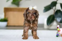 Ellie, a female Cockapoo for sale in Millersburg, OH – Photo 4 of 6