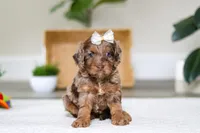 Ellie, a female Cockapoo for sale in Millersburg, OH – Photo 1 of 6