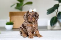 Ellie, a female Cockapoo for sale in Millersburg, OH – Photo 3 of 6