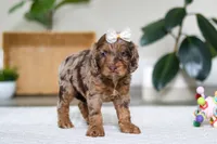 Ellie, a female Cockapoo for sale in Millersburg, OH – Photo 5 of 6