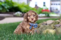 Leo, a male Cockapoo for sale in Millersburg, OH – 3 of 10