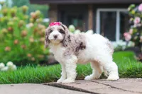 Nicole, a female Cockapoo for sale in Millersburg, OH – 6 of 8