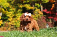 Magnolia, a female Cockapoo for sale in Millersburg, OH – 3 of 6