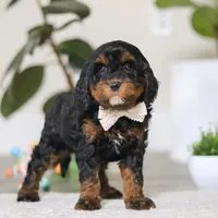 Harper, a female Cockapoo for sale in Millersburg, OH – Photo 5 of 5