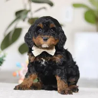 Harper, a female Cockapoo for sale in Millersburg, OH – Photo 1 of 5