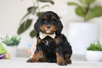 Harper, a female Cockapoo for sale in Millersburg, OH – Photo 1 of 5