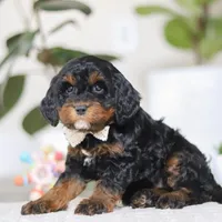 Harper, a female Cockapoo for sale in Millersburg, OH – Photo 2 of 5