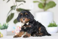 Harper, a female Cockapoo for sale in Millersburg, OH – Photo 2 of 5