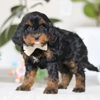 Harper, a female Cockapoo for sale in Millersburg, OH – Photo 4 of 5