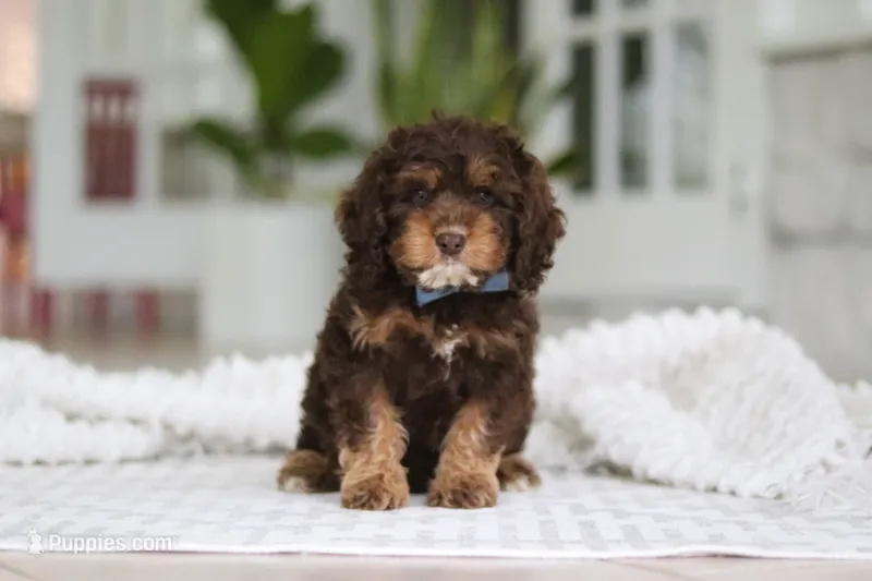 Theodore – Cockapoo puppy for sale in Millersburg, OH