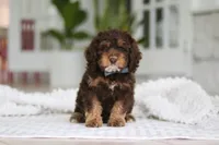Theodore, a male Cockapoo for sale in Millersburg, OH – 1 of 8