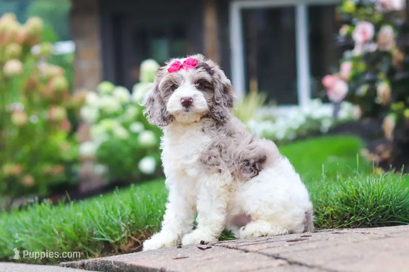 Nicole – Cockapoo puppy for sale in Millersburg, OH
