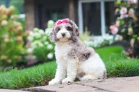 Nicole, a female Cockapoo for sale in Millersburg, OH – 1 of 8