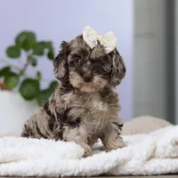 Elianna, a female Cockapoo for sale in Millersburg, OH – Photo 1 of 8