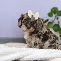 Elianna, a female Cockapoo for sale in Millersburg, OH – Photo 3 of 8