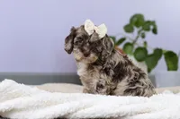 Elianna, a female Cockapoo for sale in Millersburg, OH – Photo 3 of 8