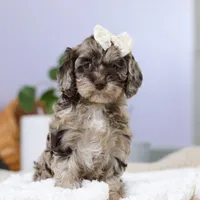 Elianna, a female Cockapoo for sale in Millersburg, OH – Photo 7 of 8