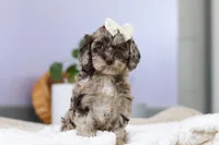 Elianna, a female Cockapoo for sale in Millersburg, OH – Photo 7 of 8