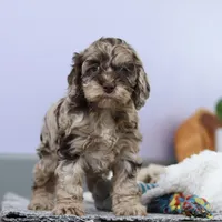 Elianna, a female Cockapoo for sale in Millersburg, OH – Photo 8 of 8