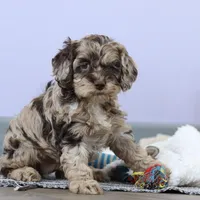 Elianna, a female Cockapoo for sale in Millersburg, OH – Photo 2 of 8