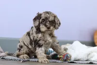 Elianna, a female Cockapoo for sale in Millersburg, OH – Photo 2 of 8