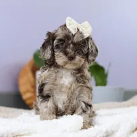 Elianna, a female Cockapoo for sale in Millersburg, OH – Photo 6 of 8