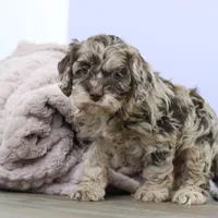 Elianna, a female Cockapoo for sale in Millersburg, OH – Photo 5 of 8