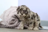 Elianna, a female Cockapoo for sale in Millersburg, OH – Photo 5 of 8