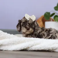 Elianna, a female Cockapoo for sale in Millersburg, OH – Photo 4 of 8