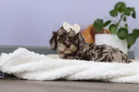 Elianna, a female Cockapoo for sale in Millersburg, OH – Photo 4 of 8