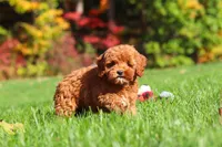 Willow, a female Cockapoo for sale in Millersburg, OH – 1 of 10