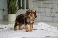 Maverick, a male Cockapoo for sale in Millersburg, OH – 5 of 7