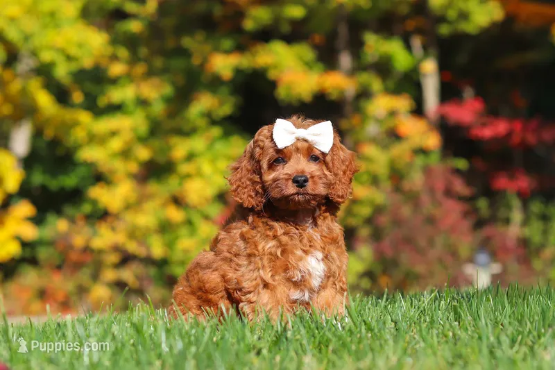 Magnolia – Cockapoo puppy for sale in Millersburg, OH