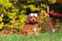 Magnolia, a female Cockapoo for sale in Millersburg, OH – 1 of 6