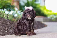 Faye, a female Cockapoo for sale in Millersburg, OH – 3 of 8