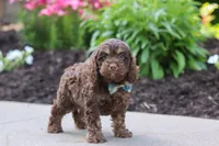 Atlas, a male Cockapoo for sale in Millersburg, OH – 4 of 7