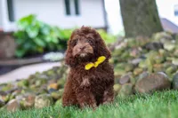 Atlas, a male Cockapoo for sale in Millersburg, OH – 1 of 6