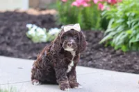 Sylvia, a female Cockapoo for sale in Millersburg, OH – 5 of 8