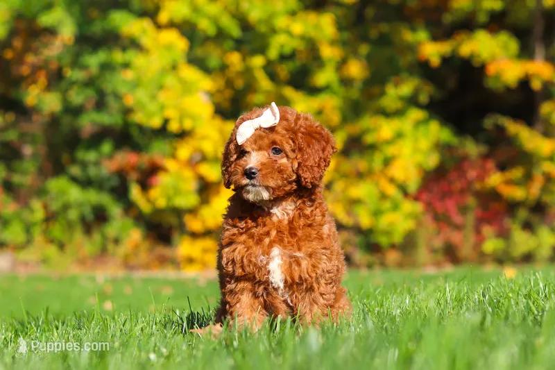 Sage – Cockapoo puppy for sale in Millersburg, OH