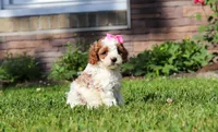 Ava, a female Cockapoo for sale in Millersburg, OH – 5 of 9