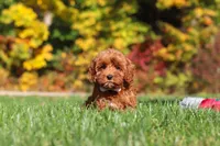 Goldie, a female Cockapoo for sale in Millersburg, OH – 3 of 6