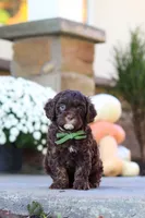 Copper, a male Cavapoo for sale in Millersburg, OH – 5 of 7