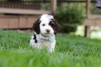 Bentley, a male Cockapoo for sale in Millersburg, OH – Photo 4 of 6