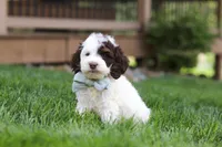 Bentley, a male Cockapoo for sale in Millersburg, OH – Photo 5 of 6