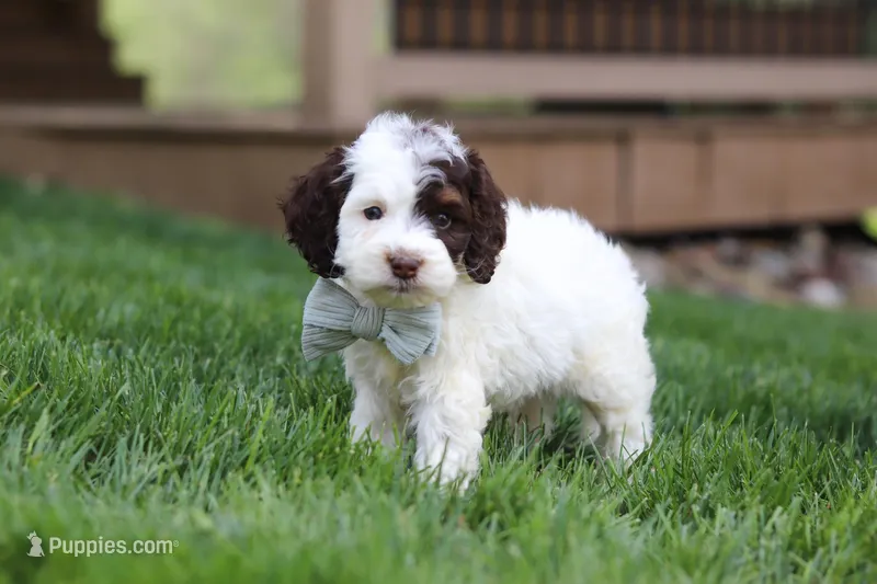 Bentley – Cockapoo puppy for sale in Millersburg, OH