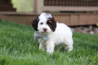 Bentley, a male Cockapoo for sale in Millersburg, OH – Photo 1 of 6