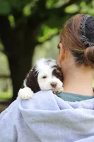 Bentley, a male Cockapoo for sale in Millersburg, OH – Photo 3 of 6