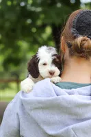 Bentley, a male Cockapoo for sale in Millersburg, OH – Photo 6 of 6
