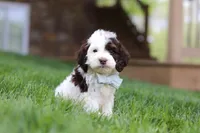 Bentley, a male Cockapoo for sale in Millersburg, OH – Photo 2 of 6